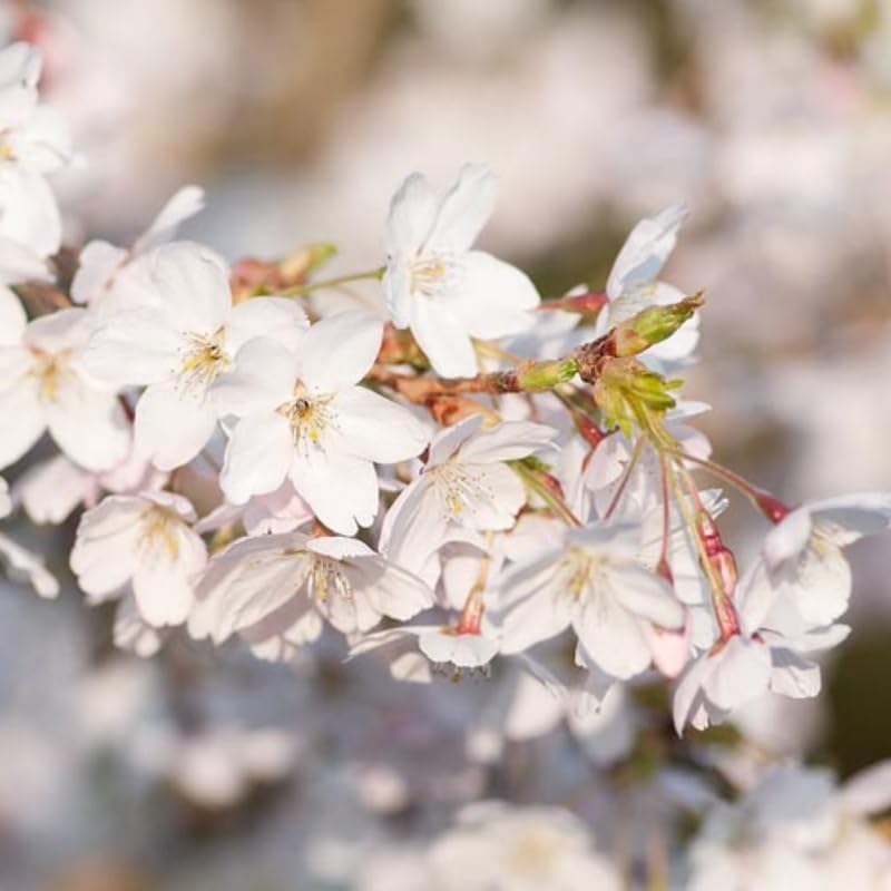 White Cherry Blossom Tree, 8-12" Tall Cherry Blossom Live in Pot - Image 3