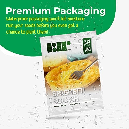 40+ Spaghetti Squash Seeds for Planting - Heirloom Non-GMO USA Grown Winter Squash Seeds by RDR Seeds - Image 4