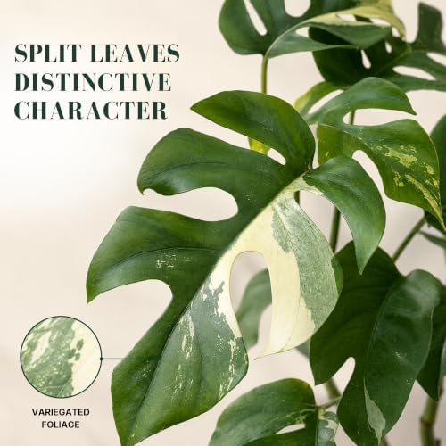 Rhaphidophora Tetrasperma Variegated Live Plant, 4 Inch Mini Monstera - Image 2