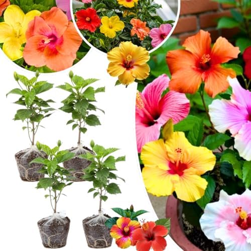 4 Mix Hibiscus Plants Live, Cold Hardy Flower Bush, 4-8" Tall - Image 5