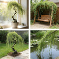 28+pcs Dwarf Willow Bonsai Tree Seeds for Planting, Perennial Willow Tree Seeds to Plant, Heirloom Non-GMO Hummingbird Vine Bonsai Plants for Home Garden Indoors by MIXRUGBACWATER