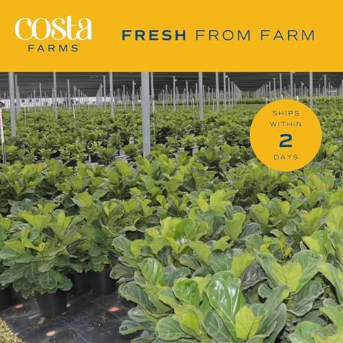 Costa Farms Fiddle Leaf Fig, Live Indoor Plant, Floor Plant, Statement Tree - Image 5