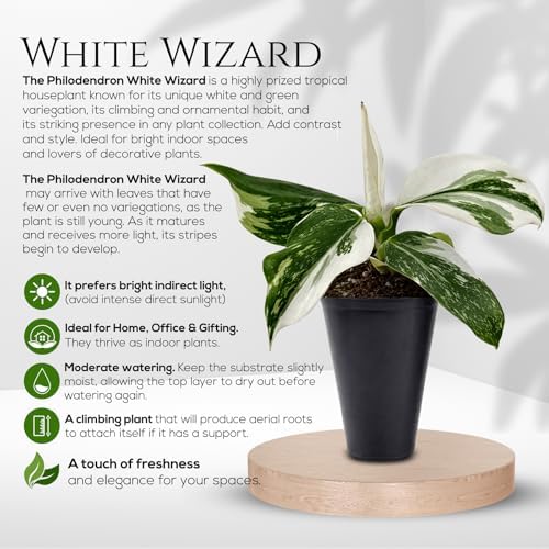 Philodendron Collection (4 Pack) - Birkin, White Princess, Pink Princess, Gloriosum-Rare Variegated Indoor Houseplants, Tropical Plants Live, Live Plants - Image 5