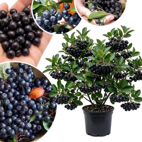 Live Black Chokeberry Plant, Bare Root - 12-16 Inch Tall Plants by AKTRD