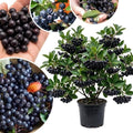 Live Black Chokeberry Plant, Bare Root - 12-16 Inch Tall Plants by AKTRD