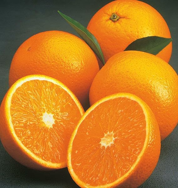 Valencia Orange Tree - 2-5 Inch Tall Live Plant - Potted Indoor/Outdoor Fruit Seedling - Citrus sinensis 'Valencia' - Image 4