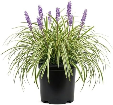 Variegated Liriope 'Lily Turf' (2.5 Quart) Semi-Evergreen to Evergreen Groundcover Perennial - Full Sun to Part Sun Live Outdoor Plant by Plants+by+Mail