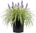 Variegated Liriope 'Lily Turf' (2.5 Quart) Semi-Evergreen to Evergreen Groundcover Perennial - Full Sun to Part Sun Live Outdoor Plant by Plants+by+Mail