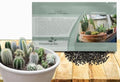 Outsidepride Mix Cactus Seeds - 2000 Pcs Perennial, Drought-Tolerant & Low Maintenance Succulent Seeds for Planting Blooms with Thick & Fleshy Stems for Sunny Gardens & Windowsills by Outsidepride