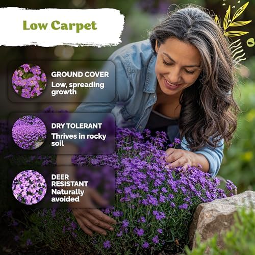 1,000 Purple Rock Cress Heirloom Flower Seeds, Aubrieta Deltoidea - Image 4