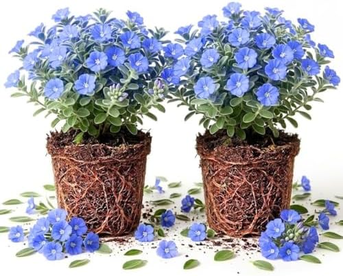 2 Live Evolvulus Blue Daze Plants, 4–6 Inches Tall, Garden Plant by Unknown