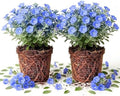 2 Live Evolvulus Blue Daze Plants, 4–6 Inches Tall, Garden Plant by Unknown