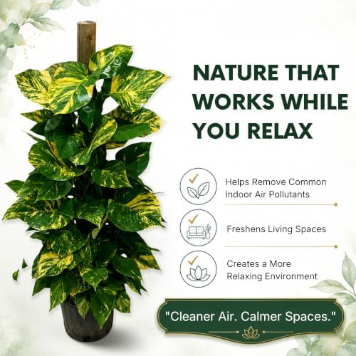 Golden Pothos Totem Pole Live Plant, 4 Ft Variegated Indoor Houseplant - Image 2
