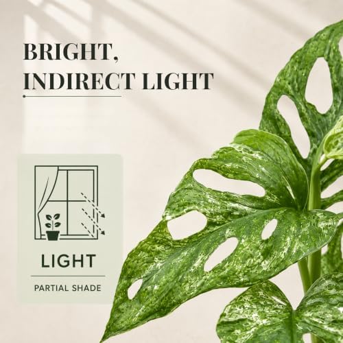 Monstera Mint Live Plant, Variegated Adansonii Swiss Cheese 4 Inch - Image 3