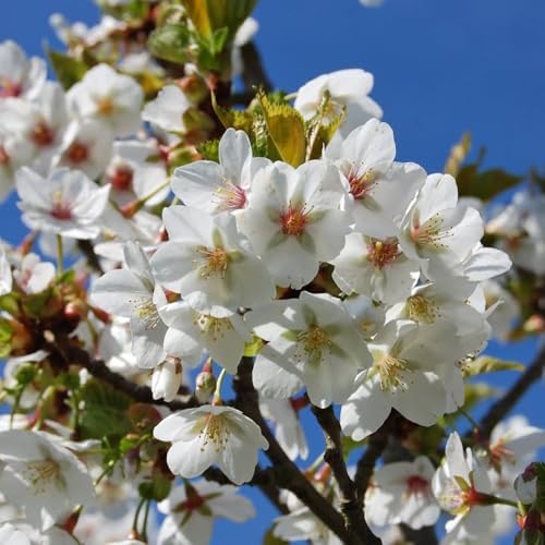 Snow Cherry Blossom Tree, Ornamental Plant Live, 6-12" Tall, in Pot - Image 2