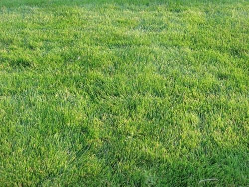 Zoysia Emerald Grass Seeds, Dense, Low-Maintenance, Drought-Tolerant Warm Season Lawn Grass, Soft Texture, Slow Growth, Full Sun Ground Cover for Home Yard or Garden Turf – 1/8 lb Pack - Image 6