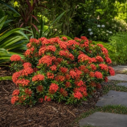 Ixora Dwarf Red | 40 Live Plants | Ixora Coccinea | Flowering Shrub for Garden | Tropical Ornamental Plants - Image 4