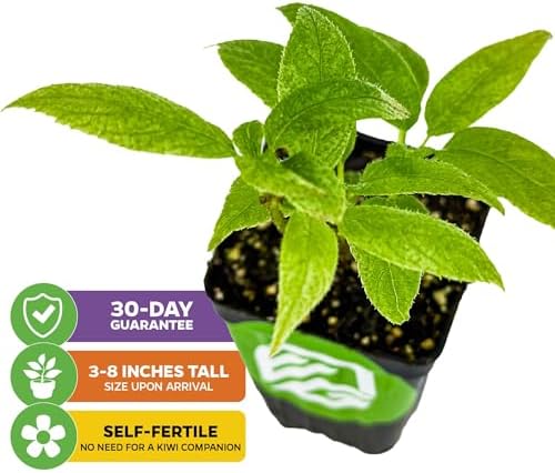 Issai Kiwi Berry Vine (1-Pack) Live Plant by Wellspring Gardens - Image 2