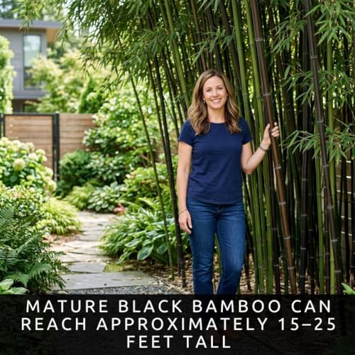 222 Black Bamboo Seeds | Phyllostachys Nigra Seeds for Planting - Image 2