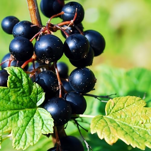 Black Currant Bush Live Plant, Sweet Berry Plant, 6-12 Inch Tall by PlantsSeedsBulbs