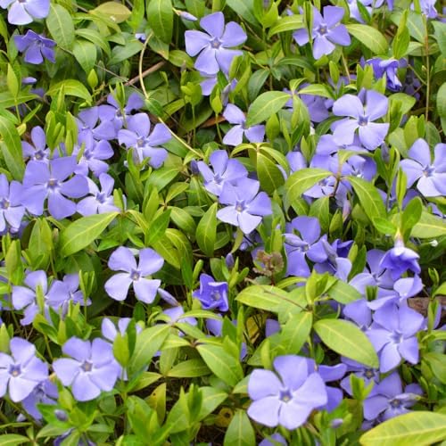 25 Vinca Minor Live Plants 6-8 Inc Tall, Periwinkle Ground Cover Plants - Image 2
