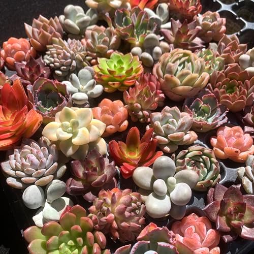 Mix DIY Rare Live Succulent Plants, 0.5-1,5" Random Mystery Bulk Succulent Live Plant, Without Pot & Soil, 12/24/100 Pcs, Garden Indoor Office Desk Decoration, Plant Gifts (100) - Image 4