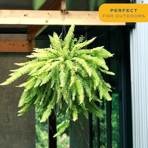 Costa Farms Boston Fern, Live Indoor Plant, Easy Care, Home Decor - Image 5
