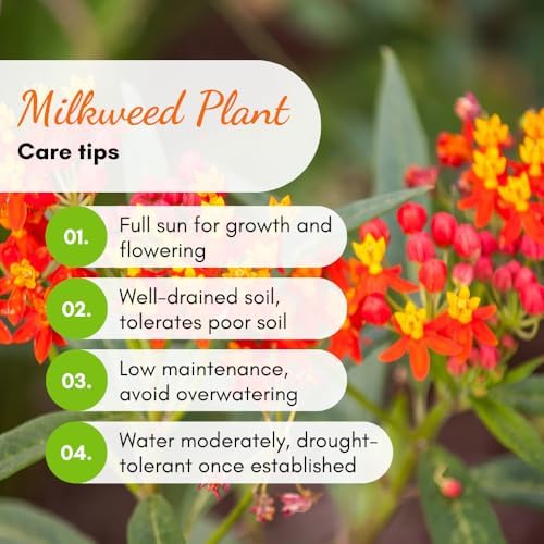 2 Red Milkweed Live Plants, Hardy Garden Plant, 4-6 Inch Tall - Image 3