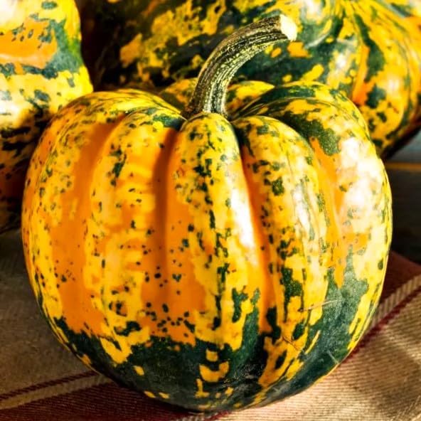 Carnival Squash Seeds - 30+ Count - For 2026 Planting Festival Celebration Delicata Acorn Pumpkin Sweet Dumpling Fall Vegetable Grow Your Own Home Farm Patio Healthy Sustainable Living by TomorrowSeeds