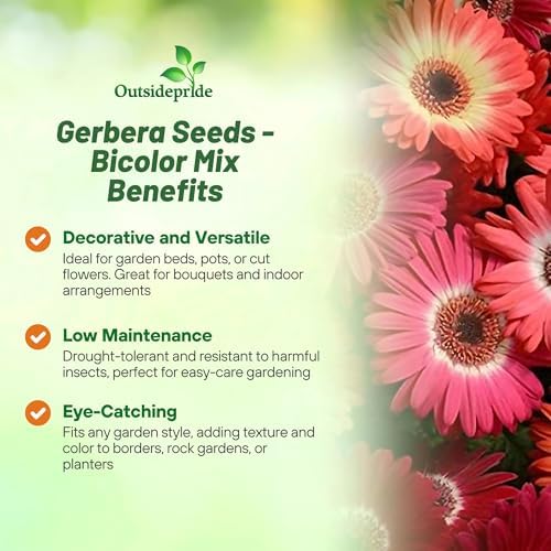 Outsidepride Bicolor Mix Gerbera Seeds - 20 Pcs Perennial, Compact & Low Maintenance, Flower Seeds for Planting w/Vibrant Mixed Blooms, Ideal for Garden Landscaping & Cut Flower Arrangements - Image 3