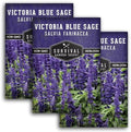 Victoria Blue Sage Seeds for Planting - 3 Packs by SurvivalGardenSeeds