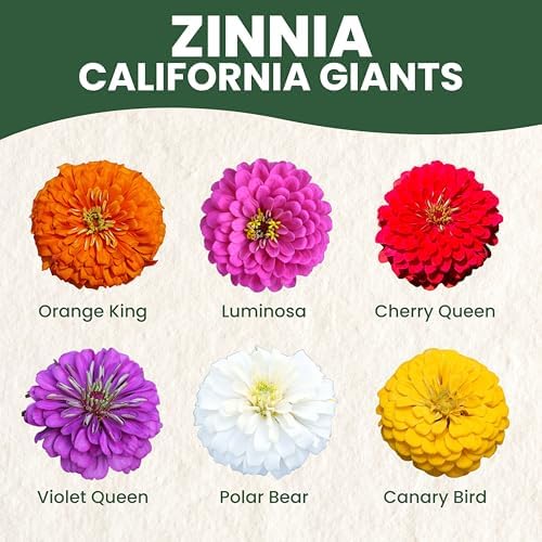 Zinnia California Giants - Large 2,500mg Envelope - 250 Flower Seeds for Planting - Zinnia elegans - Image 3