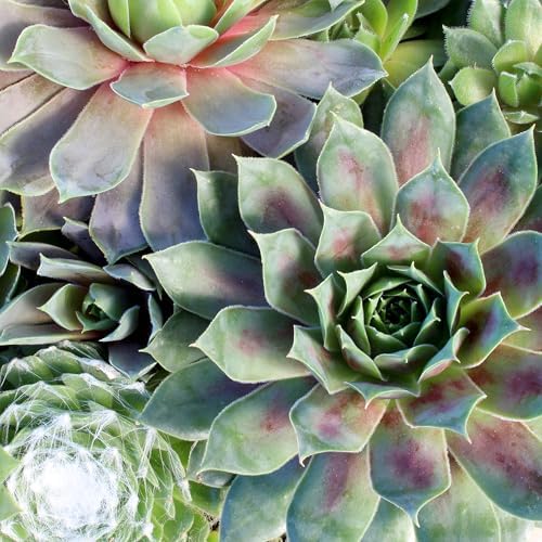 Altman Plants Non-Toxic Live Sempervivum Succulent Plant Gift in 8" Decorative Pot, Real Succulents to Grow, Easy Care Hens and Chicks, Hardy & Low-Maintenance Gift for Gardeners, Popular Houseplants - Image 3