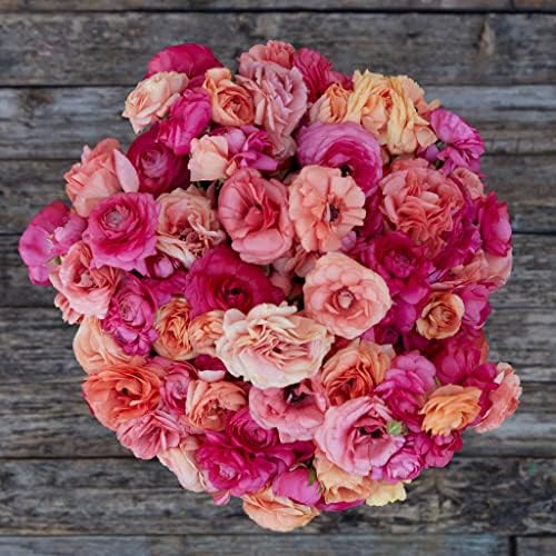 Eden Brothers Ranunculus Bulbs - Lipstick Mix by EdenBrothers