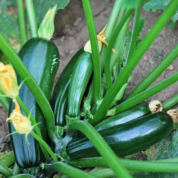 Black Beauty Zucchini Seeds - 100+ Count & 100 Yellow Straightneck Squash - for 2026 Planting AAS Winner Dark Green Summer Squash Courgette Bush Garden Vegetable Fresh Grow Your Own - Image 2