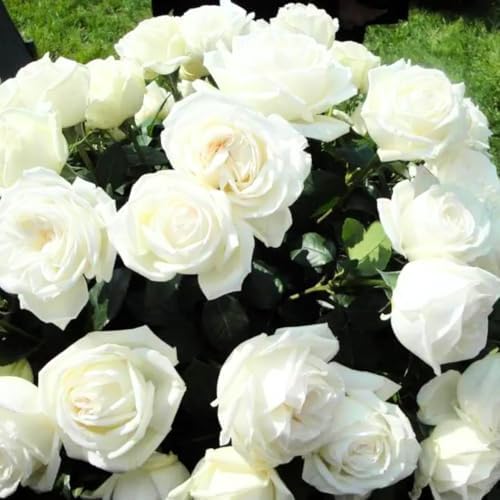 Random Climbing Live Rose Plant, Bush, 5-10 Inch Tall - Image 5