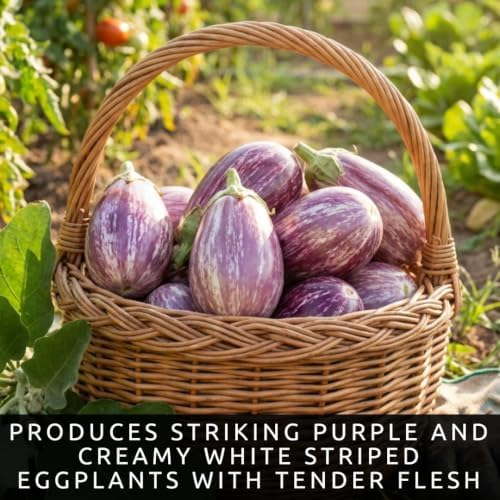 Listada de Gandia Eggplant Seeds for Planting | 100 Seeds | Striped Fruit - Image 2