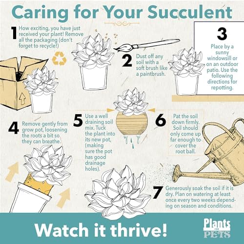 String of Bananas Plant Live Succulent, 6 in. Pot, Easy Trailing Succulents - Image 5