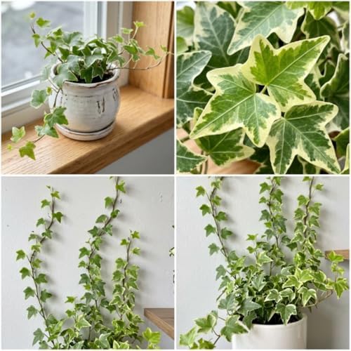 Variegated English Ivy Plant, Climbing Vine Plant, 4-7 Inc Tall, 4 Inc Pot - Image 5