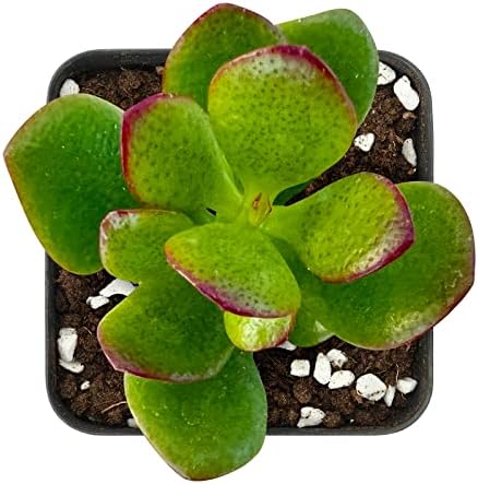 Sprout N Green Dwarf Jade - 2-3" Tall Crassula Ovata Crosby's Compact - Image 2