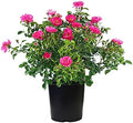 Live Plant from Green Promise Farms Flower Carpet Roses ROSA `FLOWER CARPET PINK` Pink Flower Shrub #2 Size Container Pink by GreenPromiseFarms