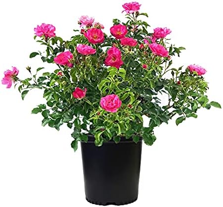 Live Plant from Green Promise Farms Flower Carpet Roses ROSA `FLOWER CARPET PINK` Pink Flower Shrub #2 Size Container Pink by GreenPromiseFarms