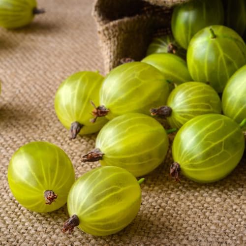 Sweet Gooseberry Plant Live, Gooseberry Bush, 4-6 Inch Tall - Image 7