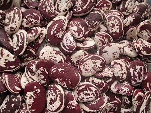 Christmas Pole Lima BEAN Seeds! - A Heavy Bearing, Long Season Climbing Bean!!(100 - Seeds) - Image 3