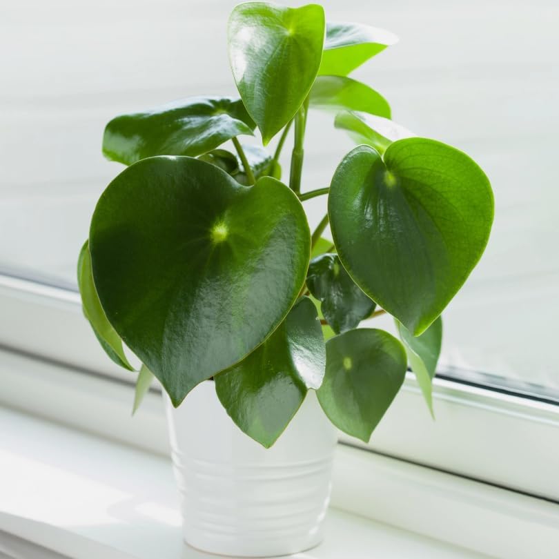 Variety of Peperomia Live Plant for Houseplant Tropical Shurb 4" Pot (Raindrop Peperomia Plant) - Image 5