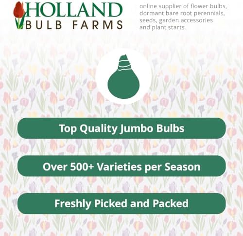 Gigantic Star Daffodil Flower Bulbs - 10 Bulbs per Pack - Vanilla Fragrance - Deer Resistant - Good as Cut Flowers - Good for Indoor Forcing - Grows Well in Containers - Naturalizing - Perennializing - Image 4