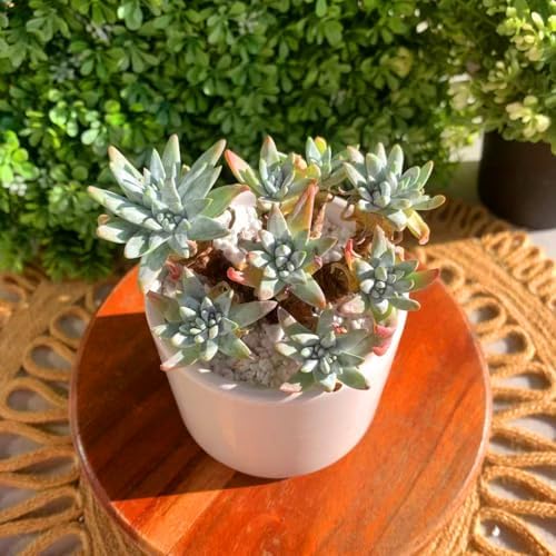 Dudleya Gnoma S.W.McCabe Rare Live Succulent, Multi-Head Pink Rosette Succulent, Over 5 Heads, 5-6 Inch Bare Root Live Plant, No Pot Soil, Easy Care Indoor Houseplant, Outdoor Plant for Decor - Image 5