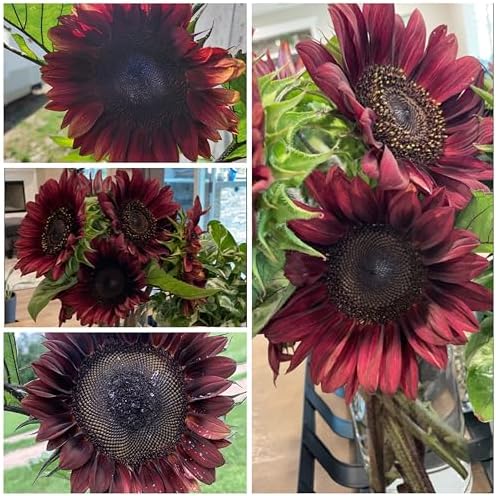 Seed Needs, Procut Red Sunflower (Helianthus annuus) Twin Pack 40 Seeds Each - Specialty Hybrid - Image 3