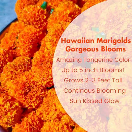 NatureZ Edge, Marigold Seeds for Planting Outdoors, 1 Ounce 10,000 Seed, Hawaiian and Cracker Jack Marigold Seeds, Made in USA, Companian Gardening Flower - Image 3