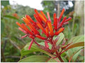 Scarlet Firebush - Hamelia Patens - Live Shrub Plant -Florida Native - Orange Red Flower - 8-10 Inches Tall - 4 Inch Pot by EmeraldGoddessGardens